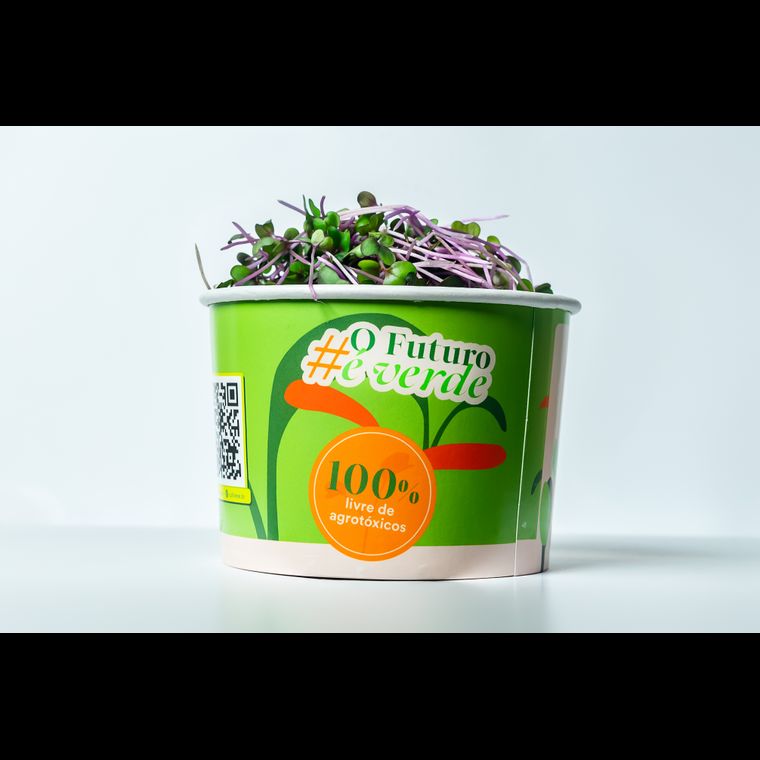 Microverdes de Repolho Roxo