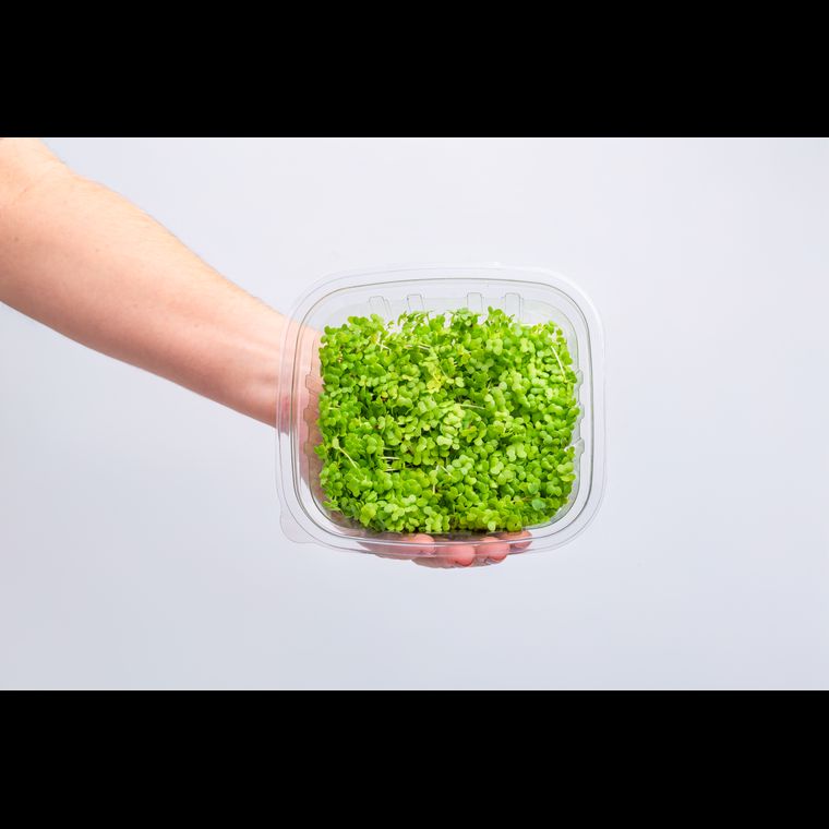 Microverdes de Mostarda