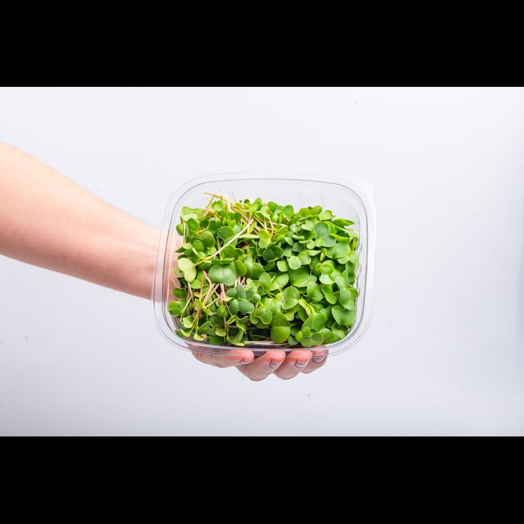Microverdes de Rabanete 