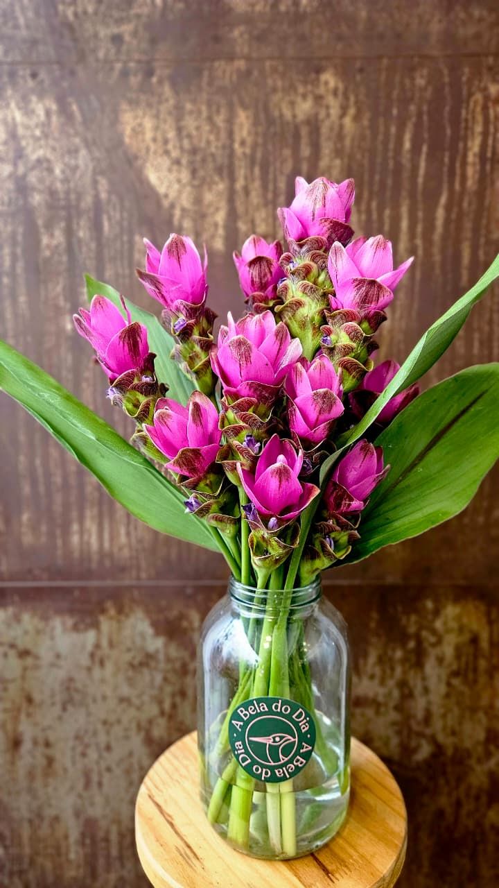 Arranjo Só de Cúrcumas