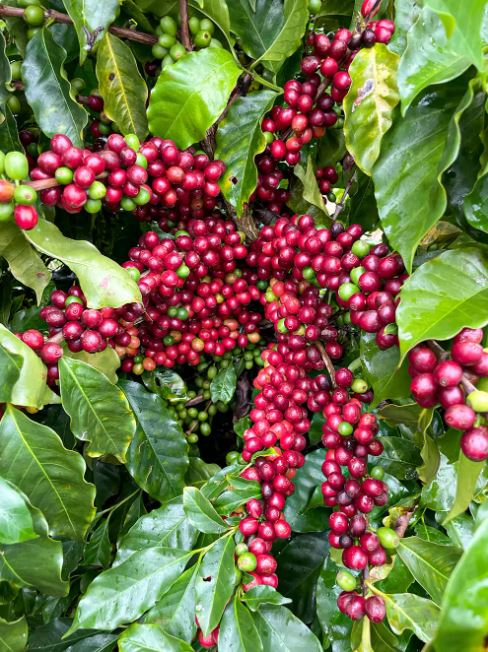 Produção sustentável do Café Lobo do Serrote