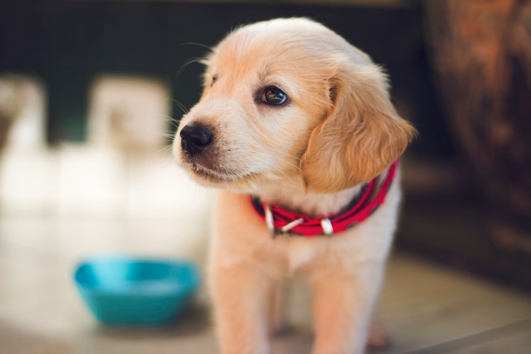 Mais saúde, carinho e vantagens para seu pet