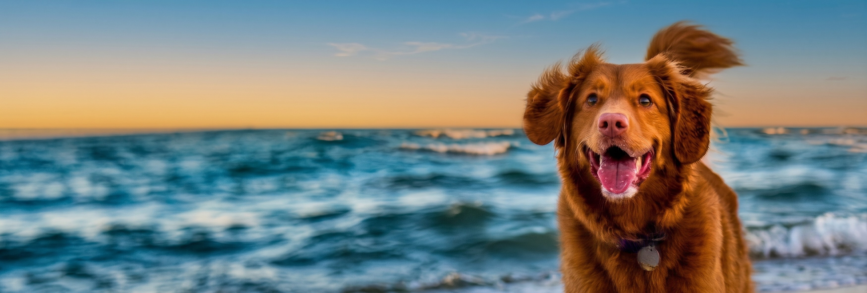 Mais saúde, carinho e vantagens para seu pet