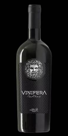 V AR VINIFERA MALBEC