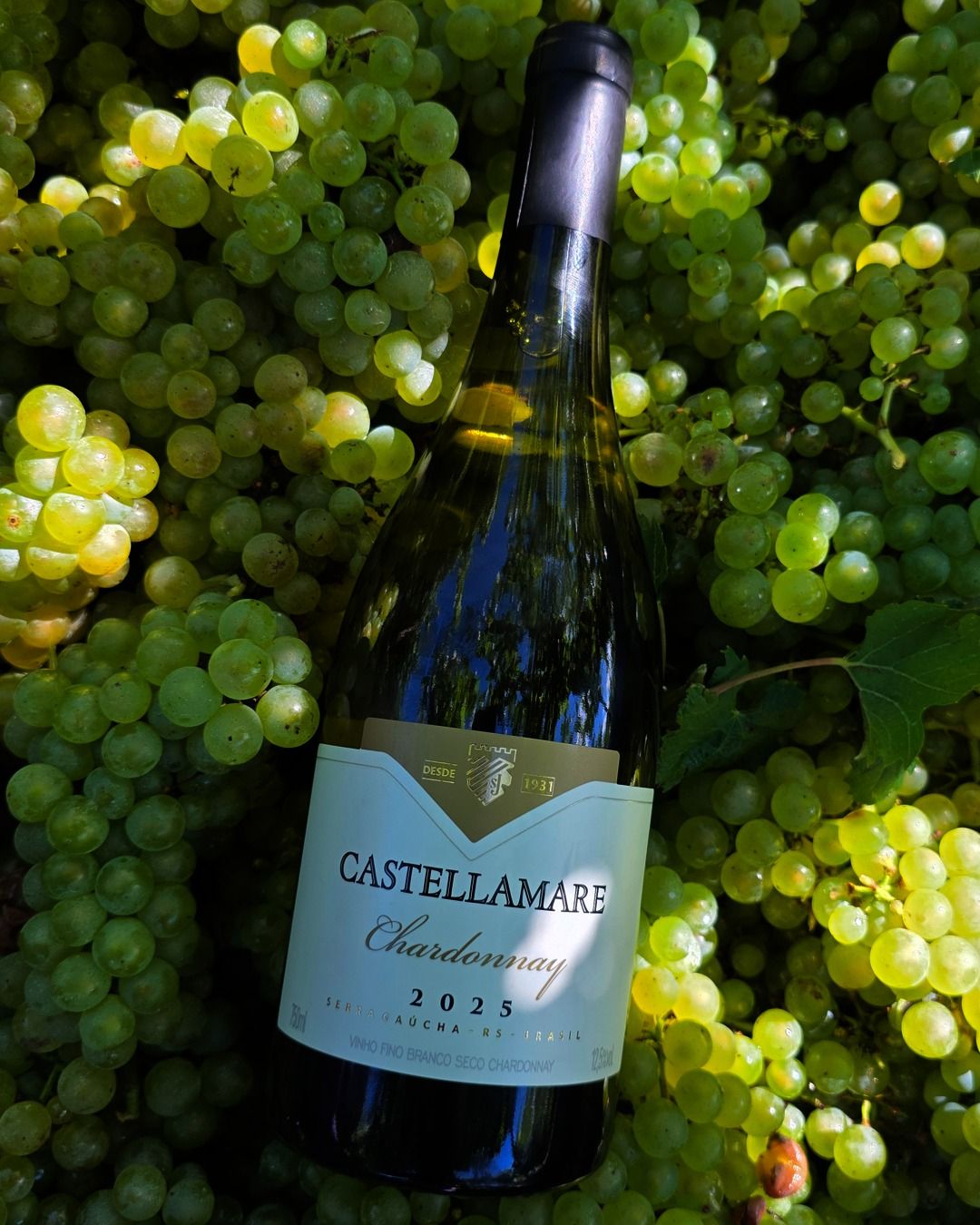 Chardonnay Castellamare