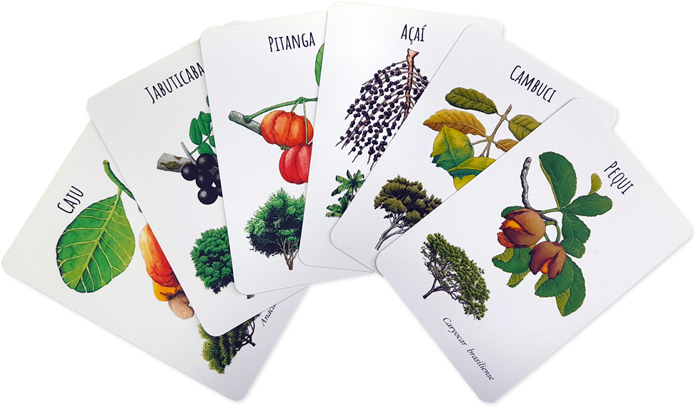 Coleção Botânica Brasileira: Frutas do Brasil, de Diogo Martinez.