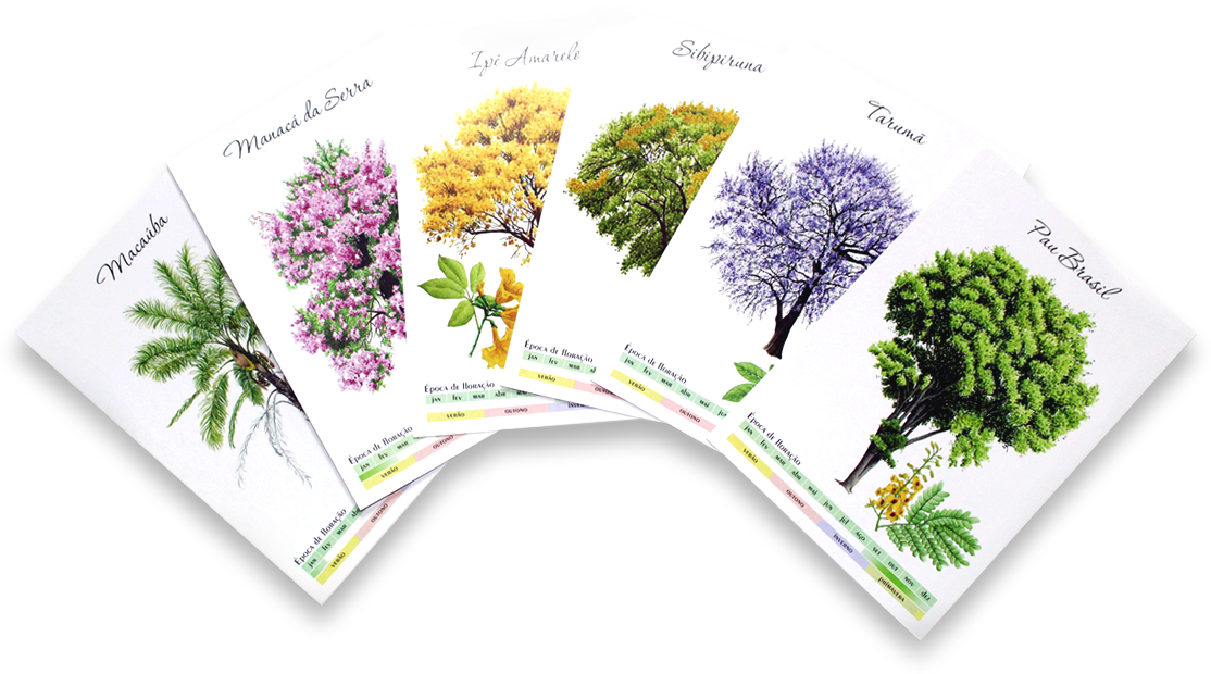 Coleção Botânica Brasileira: árvores do Brasil - 10 Coleções 