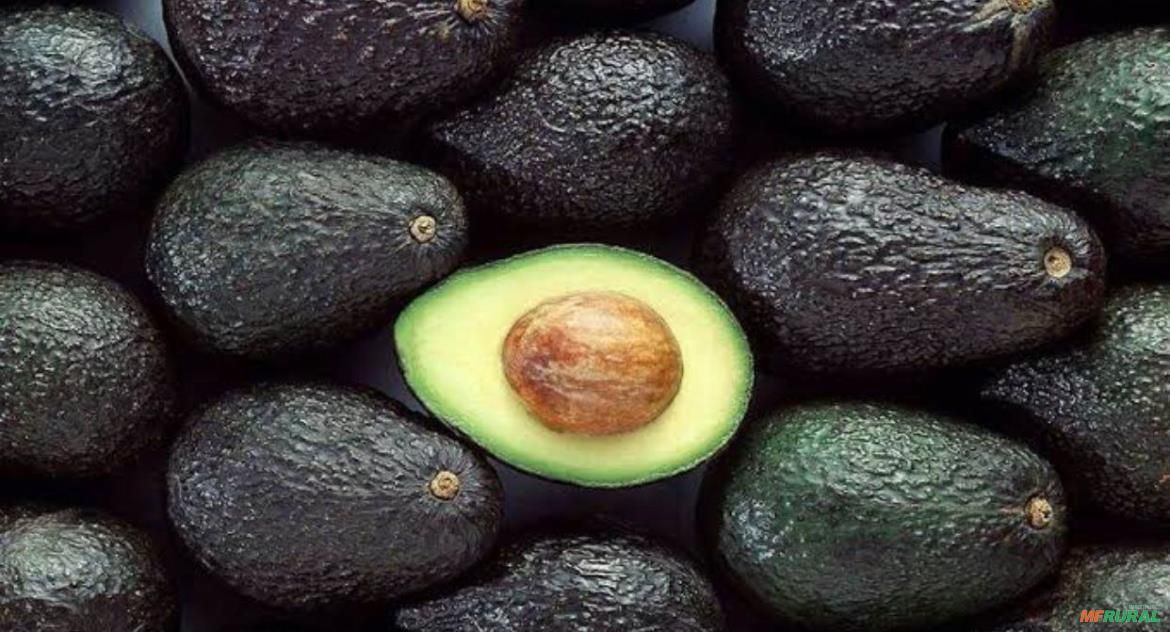 Avocado Abacate - 10 Doses Congeladas