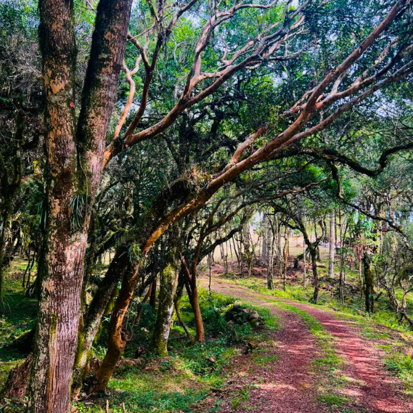 Trilhas e vivências