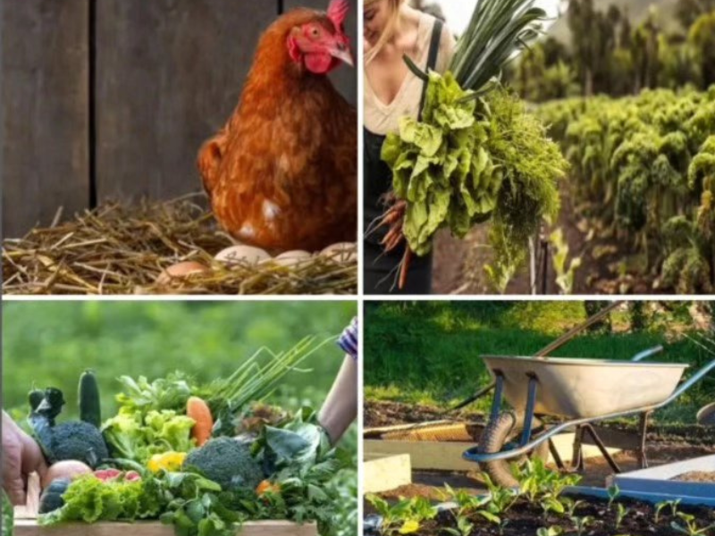 Celeiro e Galinheiro