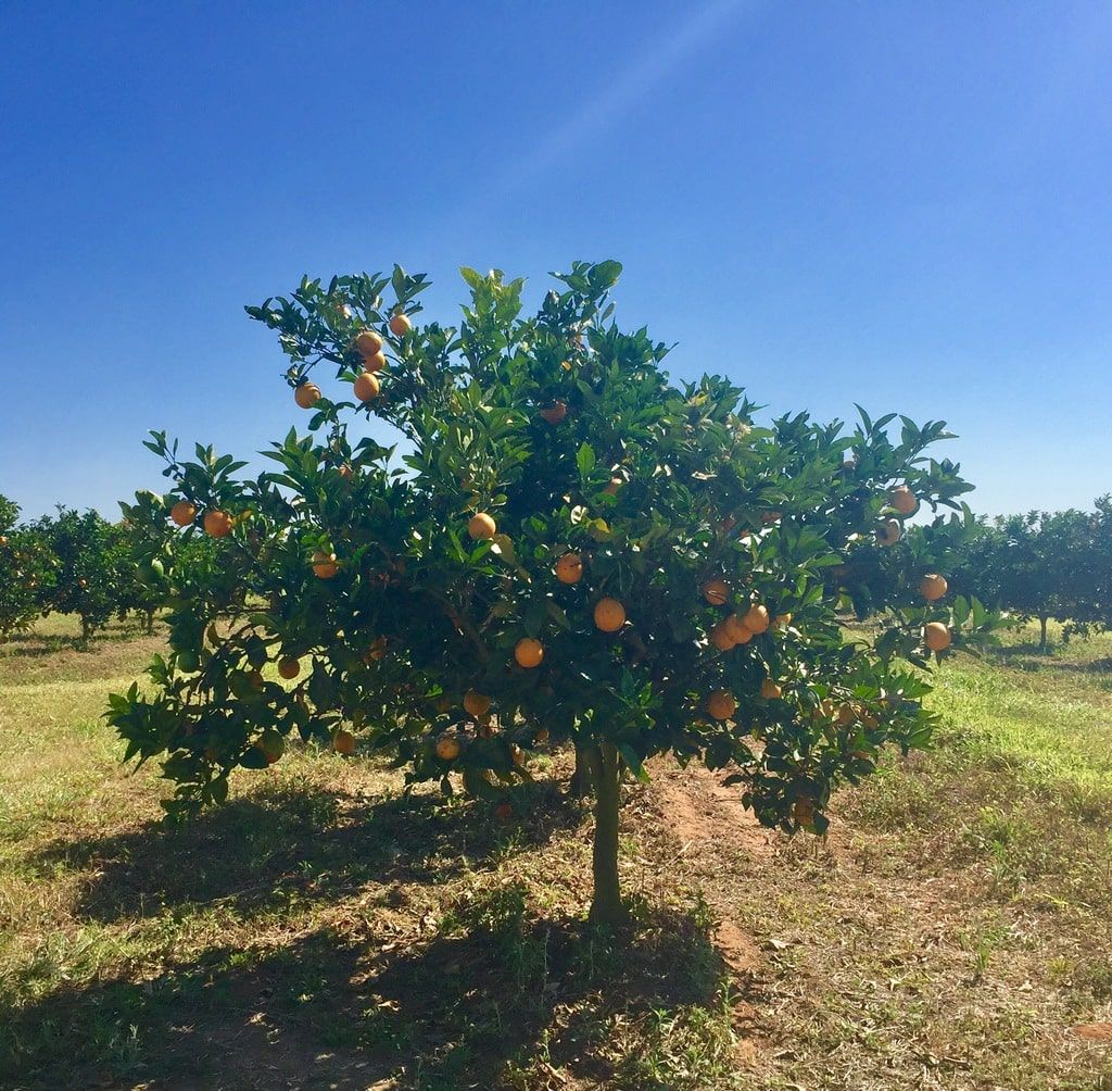 Laranja Deli laranjas online