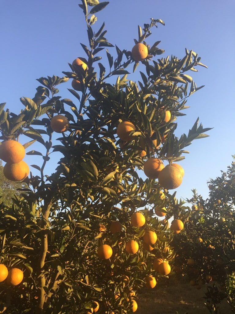 Laranja Deli delivery laranjas