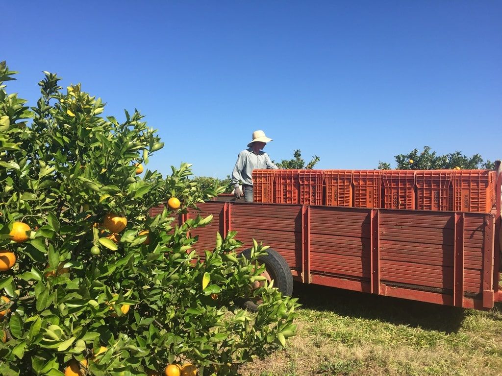 Laranja Deli delivery laranjas