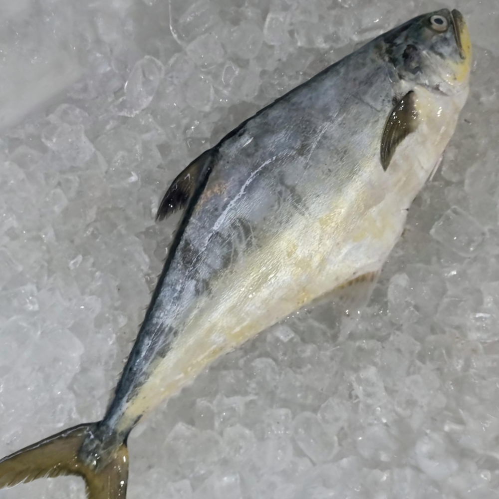 Salteira limpa (unidade) 
