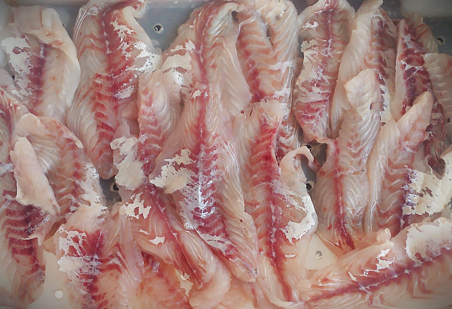 Filé de corvina (500g)