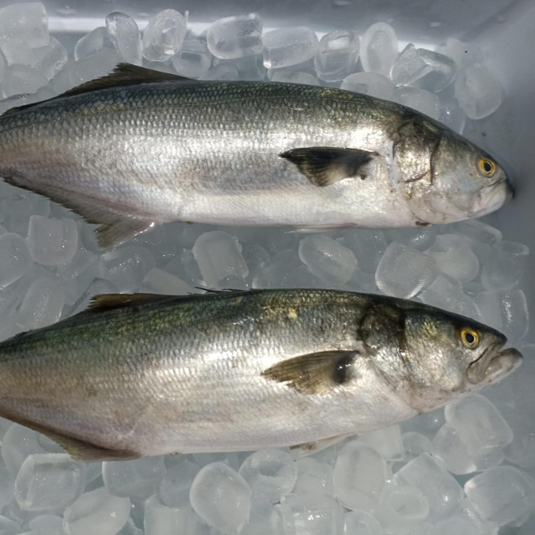 Anchovinha Limpa (500g)