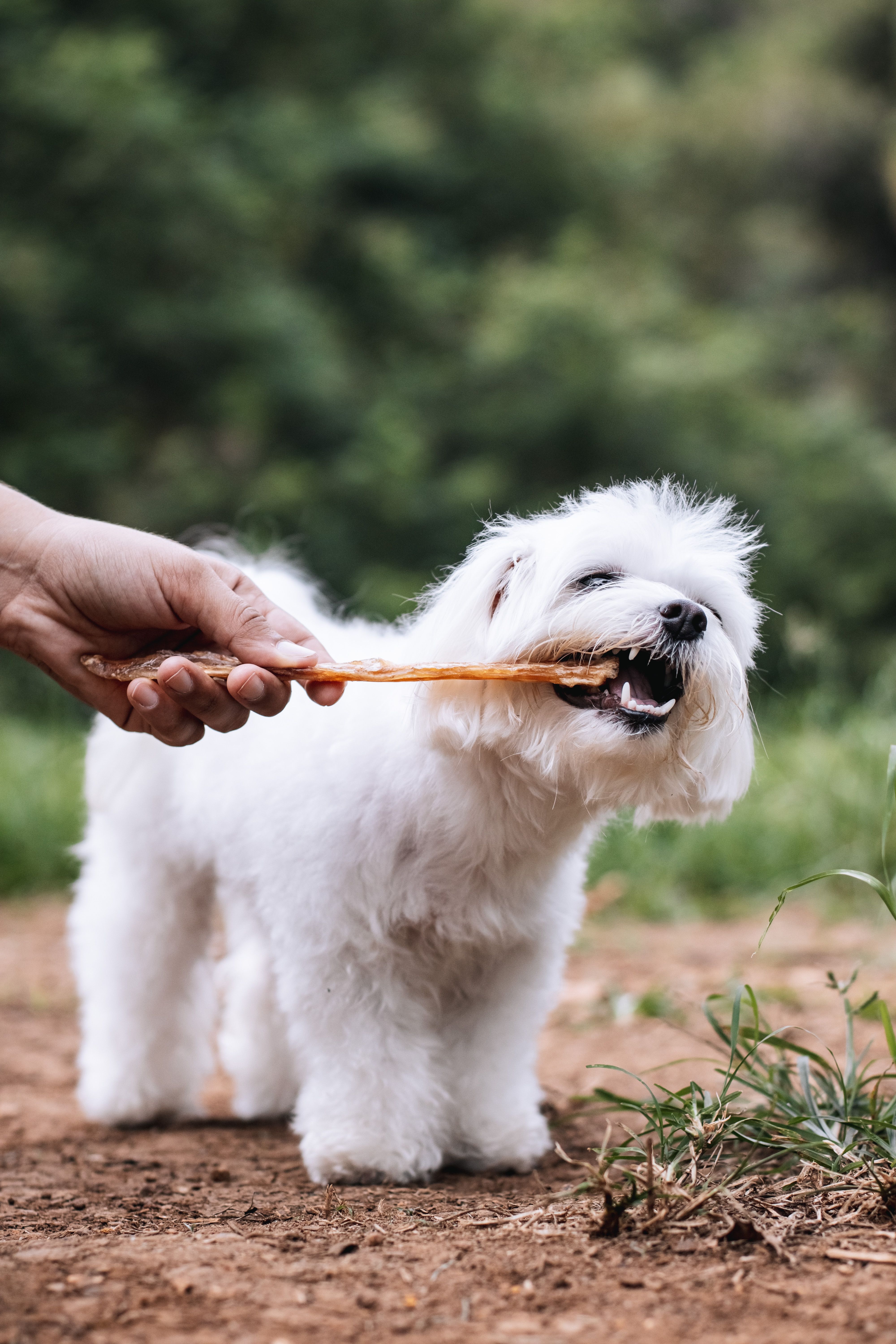 Pocky Tendão Bovino Natuka