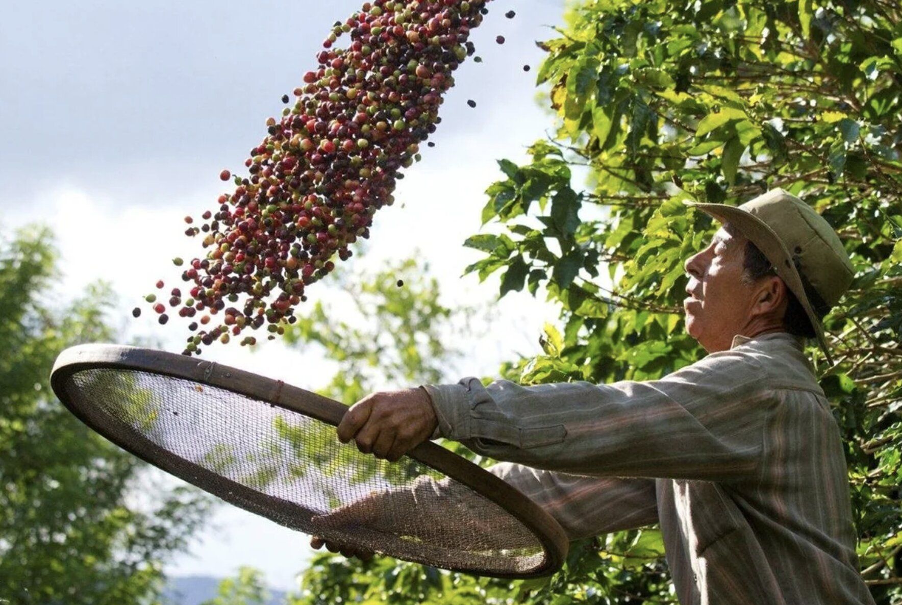 Fazenda de Café Histórica