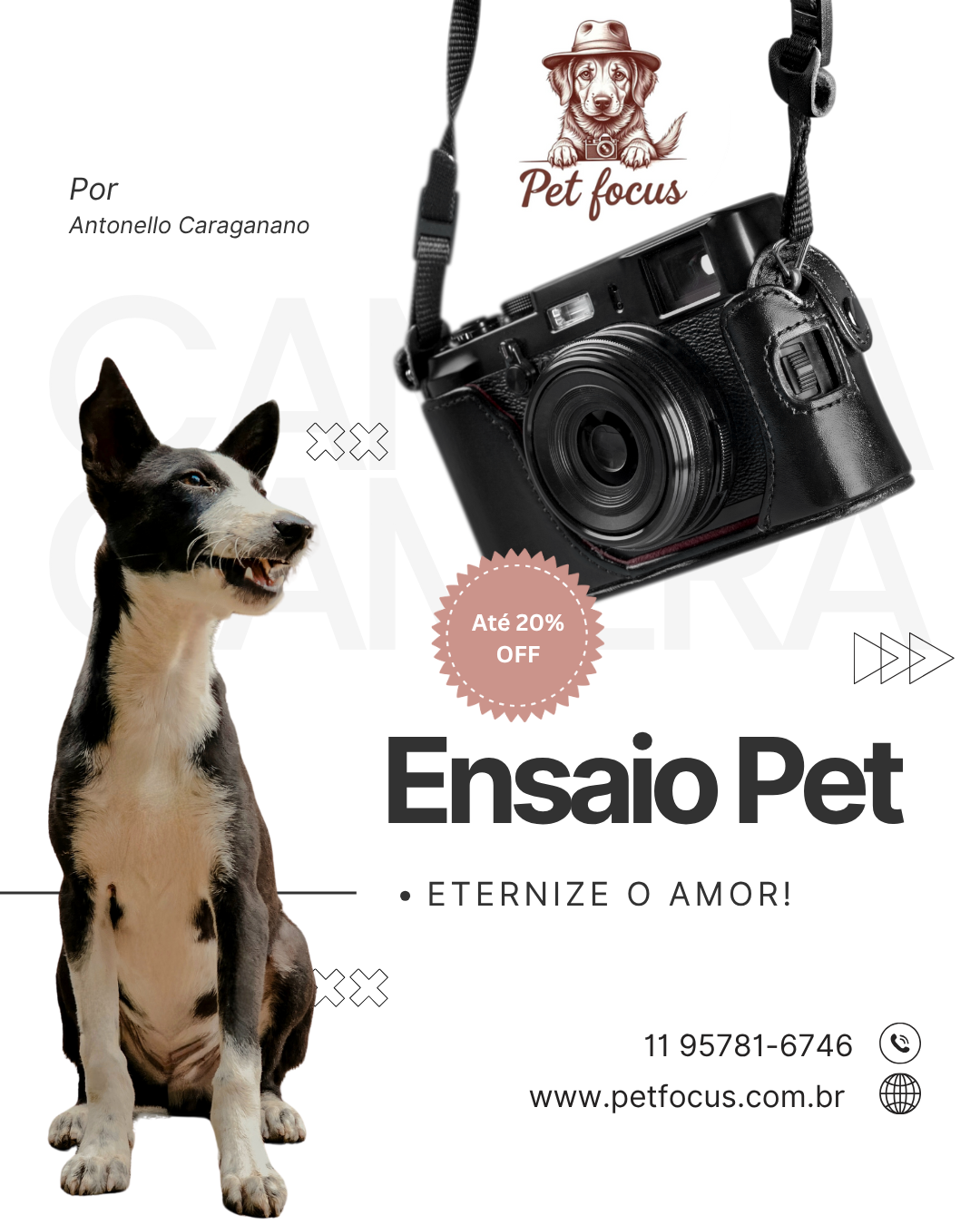 Ensaio Fotográfico Pet