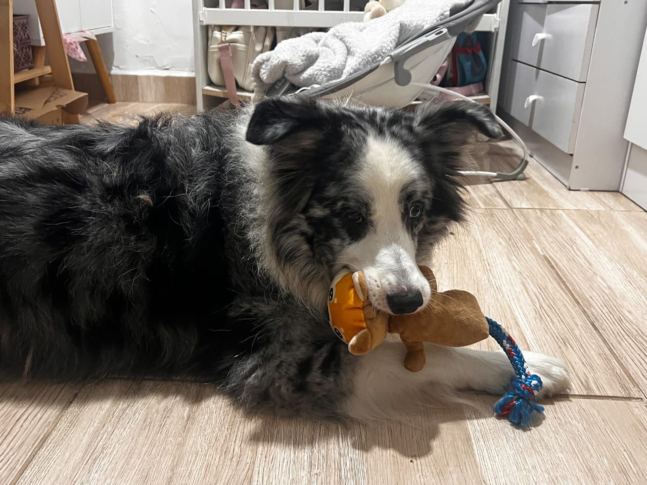 Brinquedo Extra