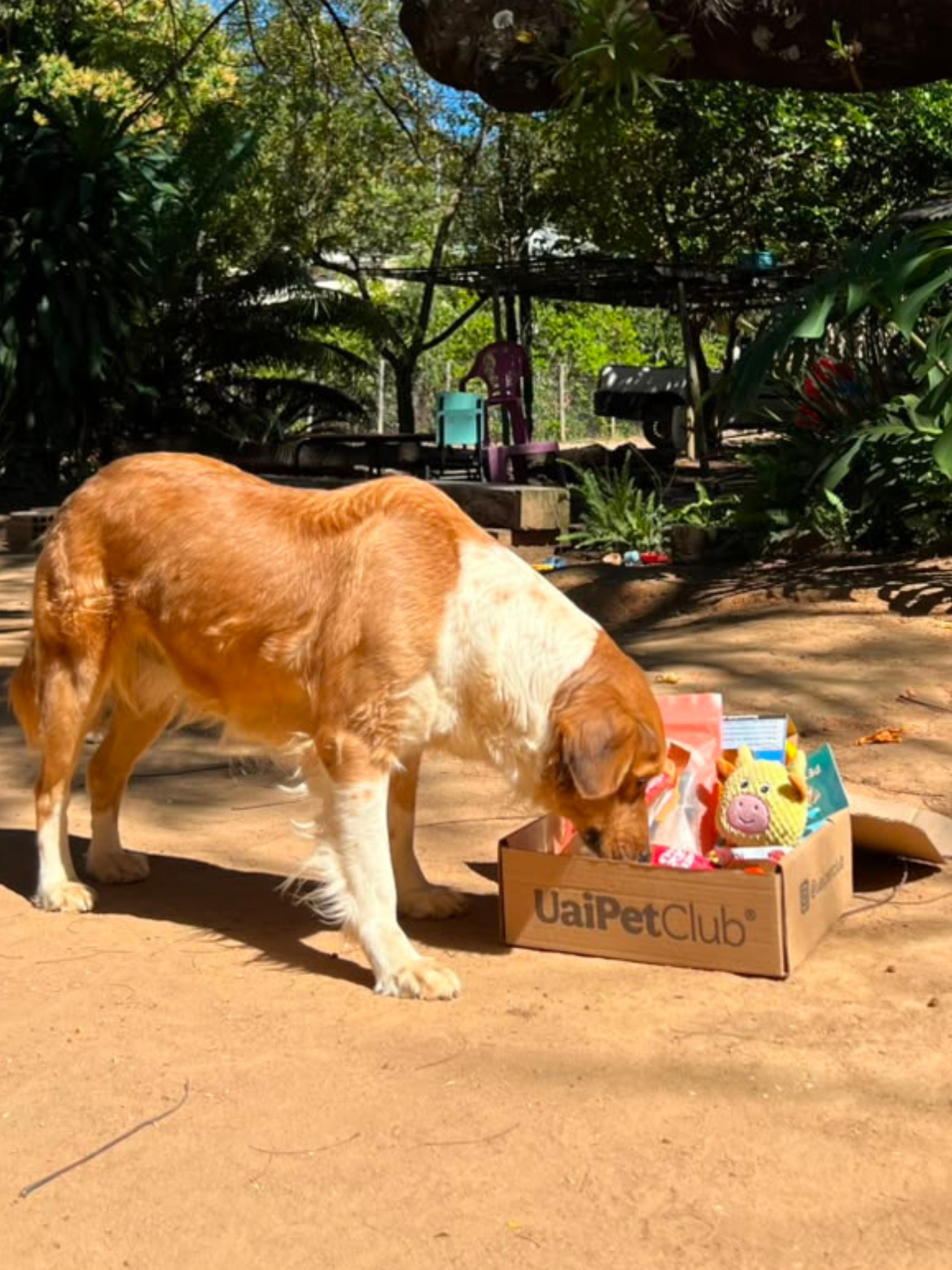 Pet feliz